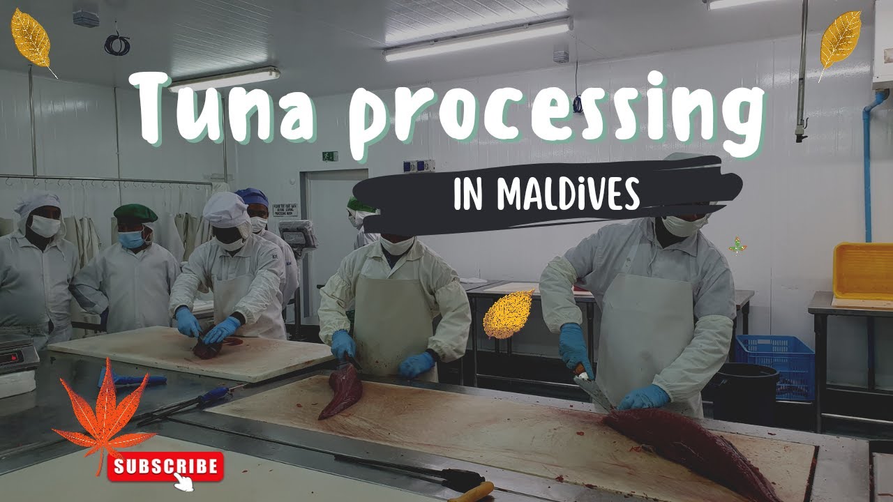 Tuna Fish Processing Youtube