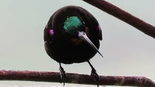 Amethyst Sunbird in KZN, South Africa