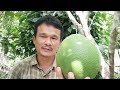 ส้มโอ​ พันธุ์​ขาว​น้ำ​ผึ้ง pomelo by.สวนอาหาร​ ep.38