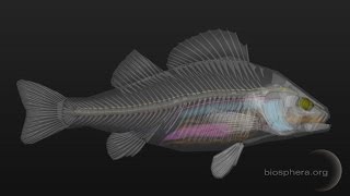 3D Fish Anatomy Software for Desktop