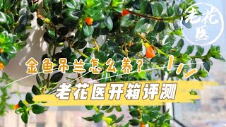 【开箱评测081】又踩雷了！苗情竟然不及格？金鱼吊兰怎么养？老花医开箱评测金鱼吊兰 Unboxing and repotting Goldfish plant.