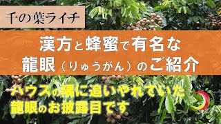 【龍眼（りゅうがん）のご紹介】漢方と蜂蜜で有名！これを食べれば最強！！