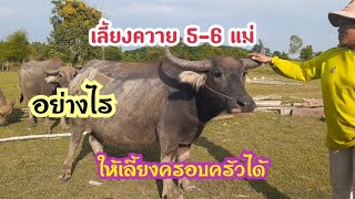 แนวทางเลี้ยงควายแม่พันธุ์ 5-6 ตัว ให้เลี้ยงครอบครัวได้