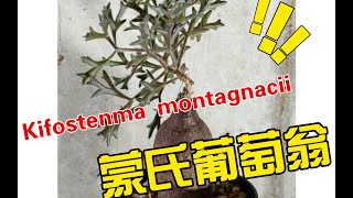 第587弹：Kifostenma montagnacii蒙氏葡萄翁，非洲之外的神秘藤蔓