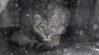 深々と降る雪の中にいるユキヒョウはとても神秘的です（旭山動物園　ユキヒョウのユーリ）#snowleopard #leopard #bigcat