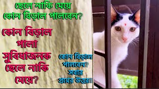 ছেলে নাকি মেয়ে কোন বিড়াল পালবো?ছেলে না মেয়ে কোন বিড়াল পালা উচিৎ? A boy or a girl should pet a cat?