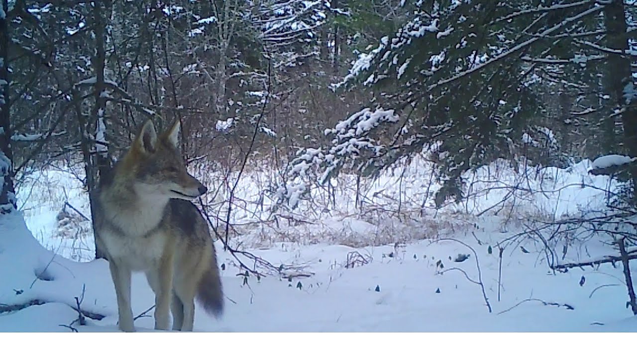 Eastern Coyotes Hunting - YouTube