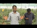 पाॅलीहाउस कैसे लगाएं पाॅलीहाउस पर सब्सिडी कैसे मिलेगी what is polyhouse farming