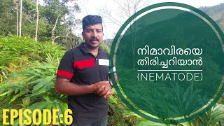 നിമാവിര തിരിച്ചറിയാൻ. Nematode. mob: 7034304078. sreekanth