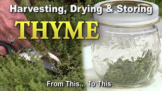 Thyme: Harvesting, Drying, and Storing