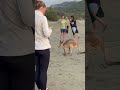 How to see kangaroo in Australia