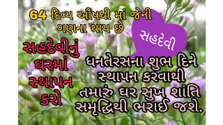 દિવ્ય ઔષધી સહદેવી..જેની ગણના 64 દિવ્ય ઔષધીમાં થાય છે. સહદેવીને ઘરમાં સ્થાપન કરો અને માન, મોભો મેળવો.