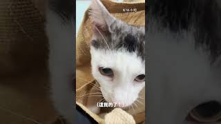 迷你貓日常EP8