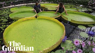 Time-lapse of the world's largest waterlily species discovered at London's Kew Gardens