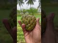 heart ❤️ shape custard apple 🍏