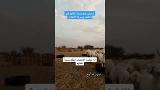 اسباب رفع نسبة المتاوم في الأغنام وسرعة الانتاج وكيف رفع نسبة المتاوم في الأغنام وتحقيق أسرع دورة