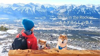 山頂の記念ベンチに頑張って座ろうとする柴犬が可愛い【4K】Mount Lady Macdonald in Canmore Alberta 2,606m