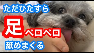 【おうち時間】ただひたすら足をなめまくる動画。【足ペロ】