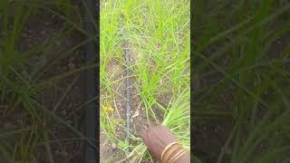 மல்டிங் சீட் போடாத இடத்தில் எவ்வளவு கோரை பாருங்க🌱🌱🌱🌱