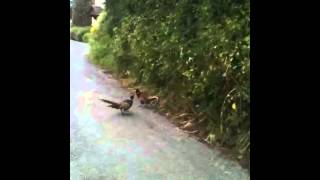 Pheasant fight!