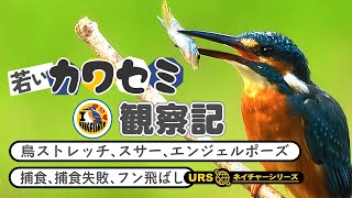 【野鳥】若いカワセミ観察記 ･ 捕食 ･ スサー ･ エンジェルポーズ ･ 羽伸ばし ･ バードウォッチ