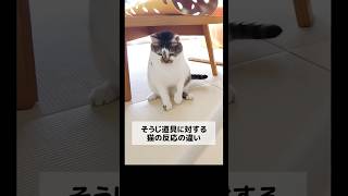 やはりダイソンは許されないらしい😂 #元野良猫のささみとホルン #保護猫