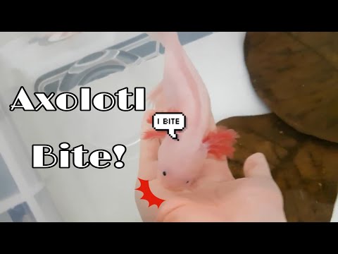 Do Axolotls bite?