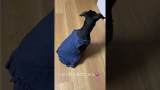 ベビー服が犬の服に早変わり✨🐶#shorts #dog