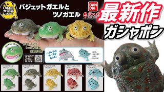 【ガチャガチャ】いきもの大図鑑レプティ『バジェットガエルとツノガエル』【＠BANDAI】開封\u0026レビューします。＃capsuletoys