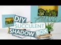 DIY SUCCULENT SHADOW BOX | CRAFT SUPPLY SHOPPING!