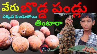 Wild Fig Fruits Verubodda | seethampeta araku tribal culture forest tourist places in Andhra Pradesh