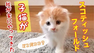 初めてお家に来た生後2ヶ月の子猫が可愛すぎる、天使の寝顔（スコティッシュフォールド）cute kitten