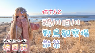 【むかわ町】鵡川旧川野鳥観察場を散策！