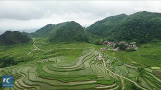 Aerial view of picturesque terraced fields in Guizhou, China