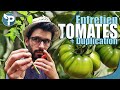 GOURMAND TOMATE - Double tes récoltes