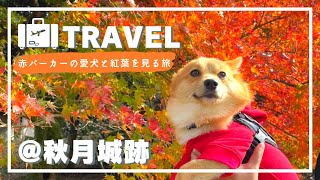 【紅葉】赤パーカーを着た愛犬サクと紅く染まった秋月城跡に行ってきました【城跡】