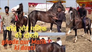 show quality horse in Malegaon jatra 2022 | kala panchkaliyan ghoda aur insaan ki dosti