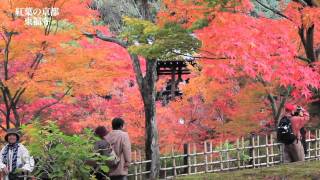 紅葉の京都 2010