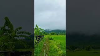 ทะเลหมอกทุ่งนาในยามเช้า🌫️🌳🌿🌾 #ทะเลหมอก #ทุ่งนา #ยามเช้า #ธรรมชาติ #ธรรมชาติบำบัด