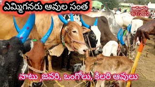 Yemmiganur Cows Market // Big sizes//ఆవుల సంత