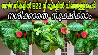 Episcia Monsoon Care | ഈ ചെടി ഇങ്ങനെ ചെയ്തില്ലേൽ ഈ മഴക്കാലം കഴിയുമ്പോഴേക്ക് നിങ്ങളുടെ ചെടി നശിക്കും