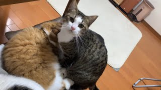 私も一緒に寝たい猫