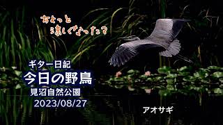 ギター日記　今日の野鳥　・　見沼自然公園　2023年8月27日