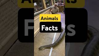 Wild animals fact #facts #wildanimalfacts #viralshort #animals #shorts #short #wildlife #ytshorts