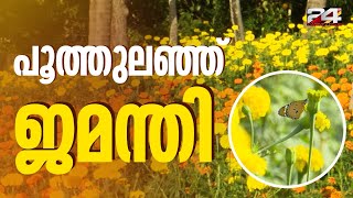 പൂത്തുലഞ്ഞ് ജമന്തി ...ഓണമടുത്തതോടെ പൂത്തുലഞ്ഞ് നില്‍ക്കുന്ന തലസ്ഥാന ജില്ലയിലെ ഒരു നിയോജക മണ്ഡലം