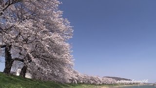 【HD】日本さくら名所百選 白石川堤一目千本桜の風景と幻想的な夜桜ライトアップ (宮城県大河原町)