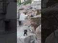 ハトがマーサのウンコを狙ってる　天王寺動物園のマレーグマ 23.3.14 1546