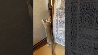 自分で扉を開けて去っていく猫A cat that opens the door and leaves #shorts