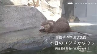 【四国水族館】本日のコツメカワウソ