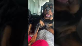 Don't Do that Again Mom 🤣😍 #Shorts #rottweiler